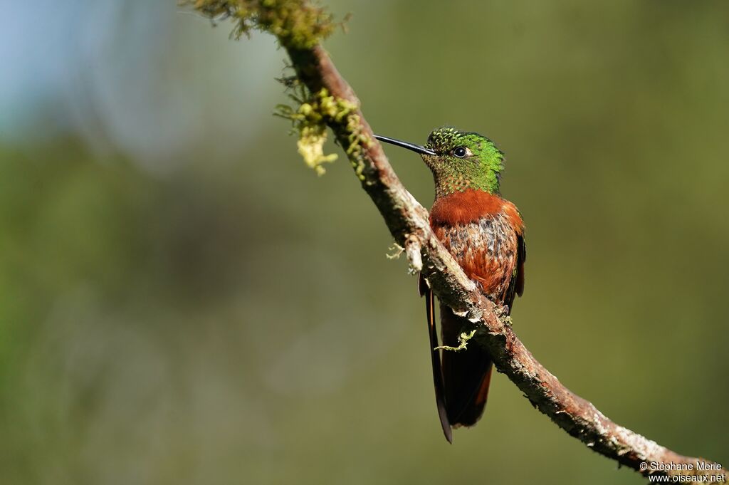 Chestnut-breasted Coronet