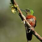 Colibri de Matthews