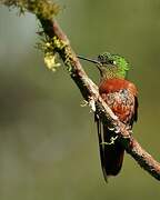 Chestnut-breasted Coronet