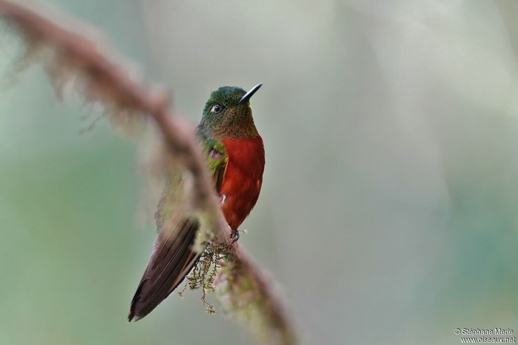 Chestnut-breasted Coronet