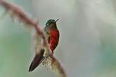 Colibri de Matthews