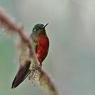 Colibri de Matthews