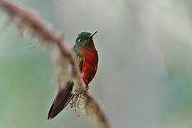 Chestnut-breasted Coronet