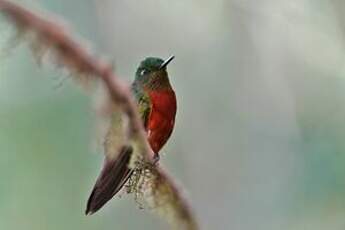 Colibri de Matthews