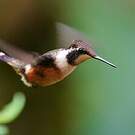 Colibri de Mitchell