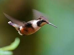 Purple-throated Woodstar