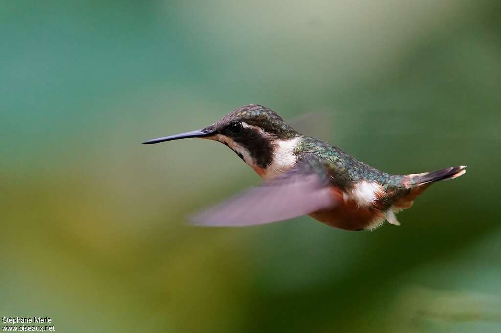 Purple-throated Woodstar female adult, pigmentation, Flight