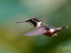 Purple-throated Woodstar