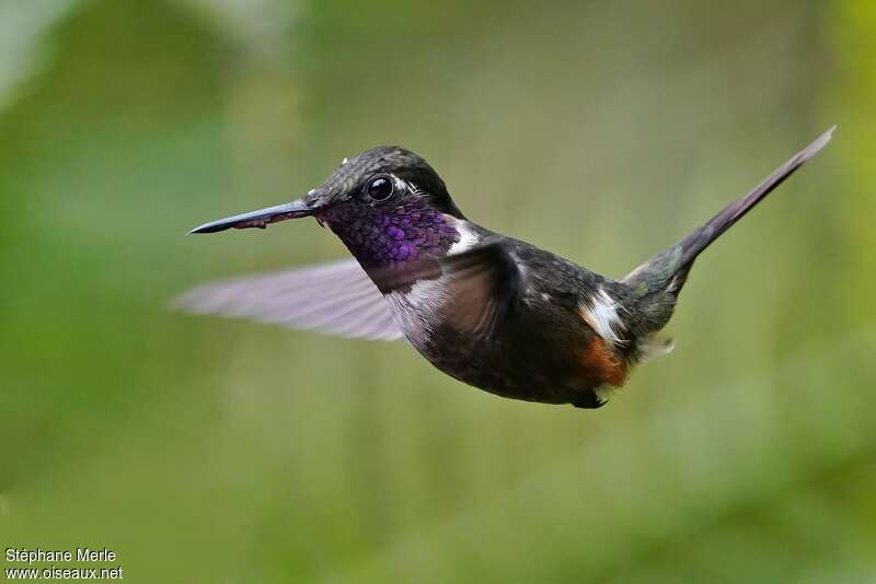 Purple-throated Woodstar male adult, pigmentation, Flight