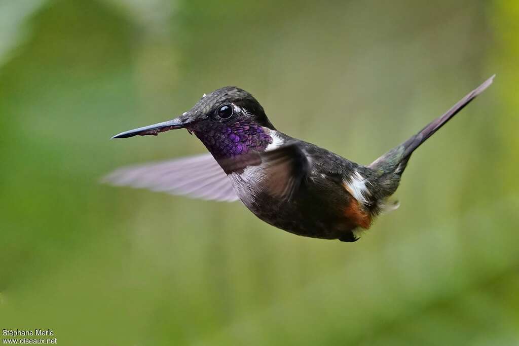 Colibri de Mitchell mâle adulte, pigmentation, Vol