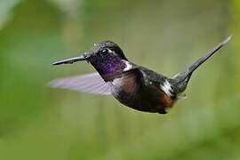 Purple-throated Woodstar