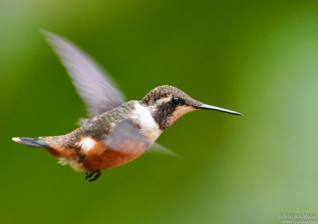 Purple-throated Woodstar female