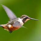 Colibri de Mitchell