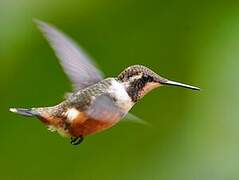 Purple-throated Woodstar