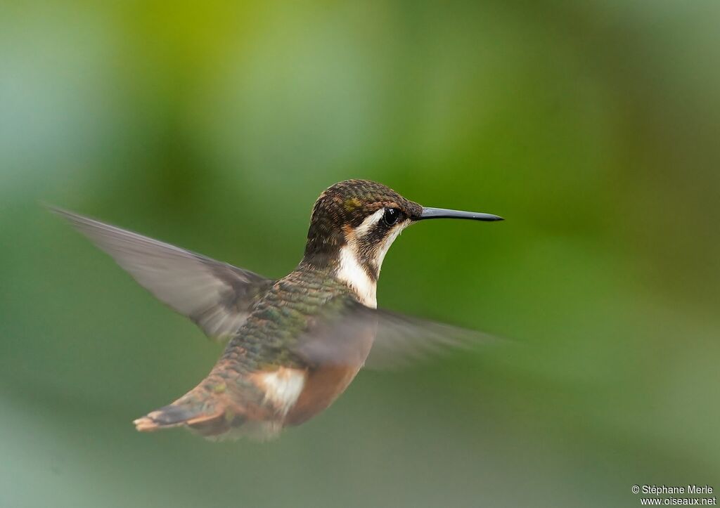 Colibri de Mulsant femelle adulte