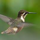 Colibri de Mulsant