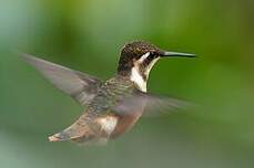 Colibri de Mulsant