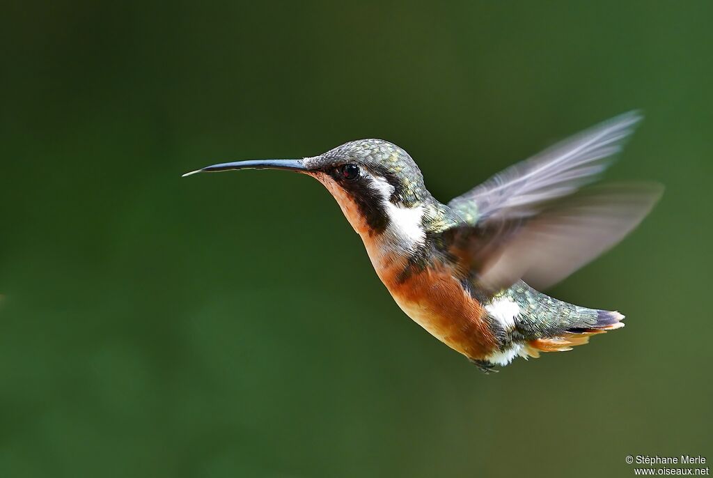 White-bellied Woodstar female adult