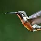 Colibri de Mulsant
