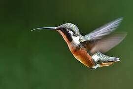 White-bellied Woodstar