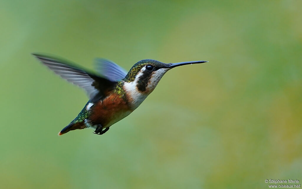 White-bellied Woodstar female adult