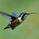 Colibri de Mulsant