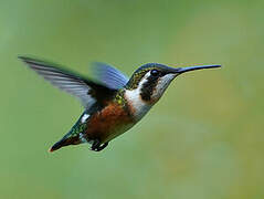 White-bellied Woodstar