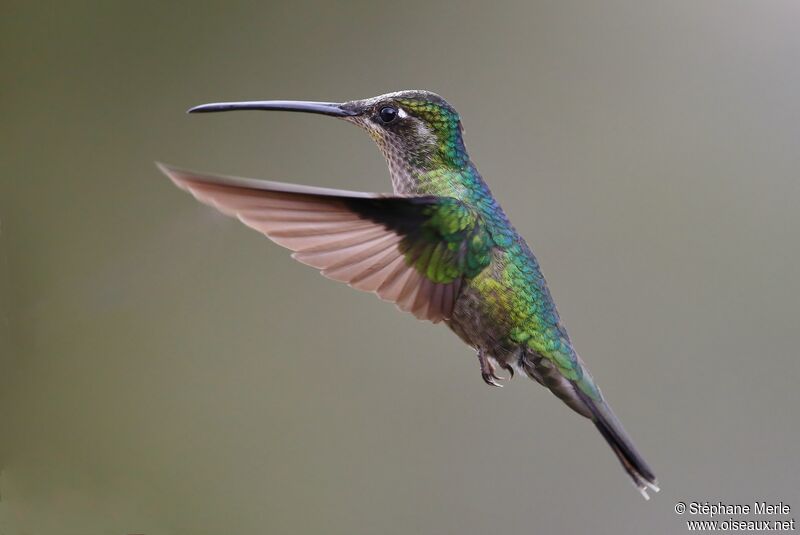 Rivoli's Hummingbird female adult