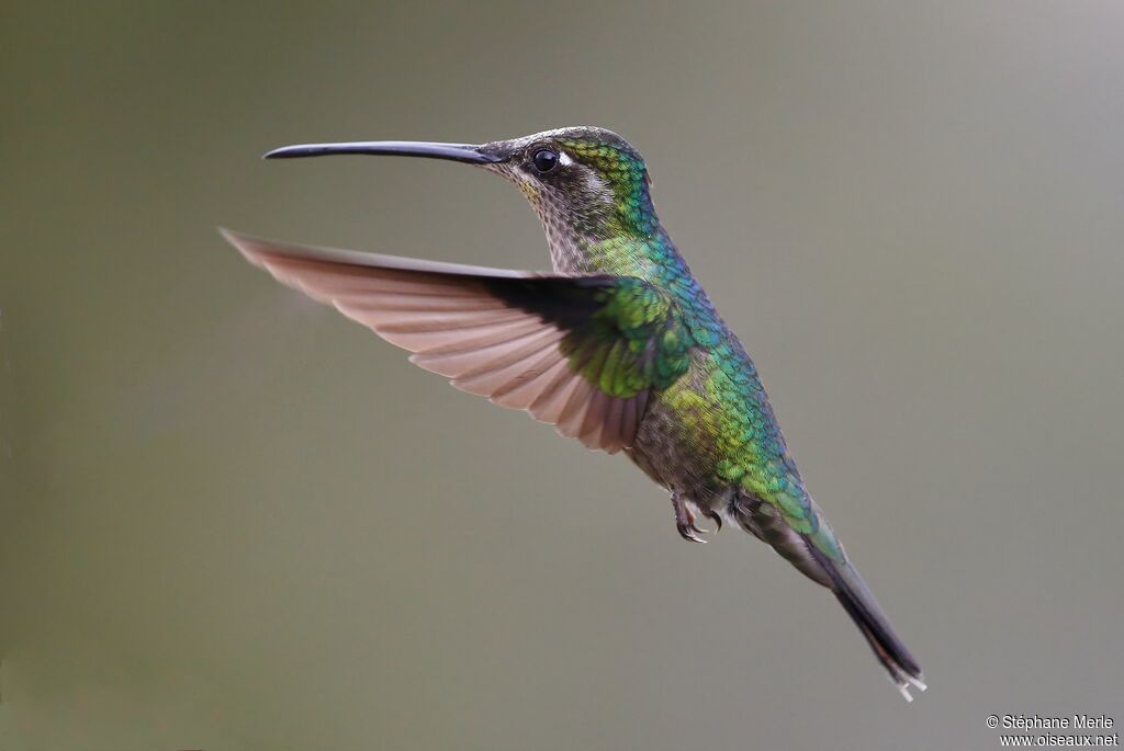 Colibri de Rivoli femelle adulte