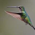 Colibri de Rivoli