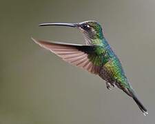 Rivoli's Hummingbird