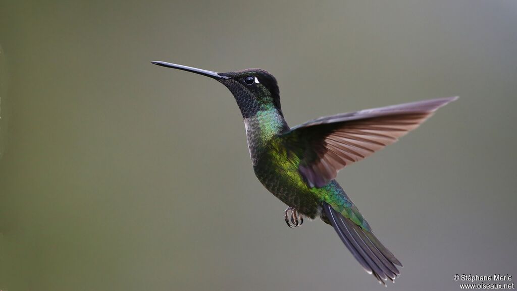 Colibri de Rivoli mâle