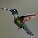 Colibri de Rivoli