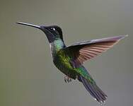 Colibri de Rivoli