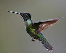 Rivoli's Hummingbird