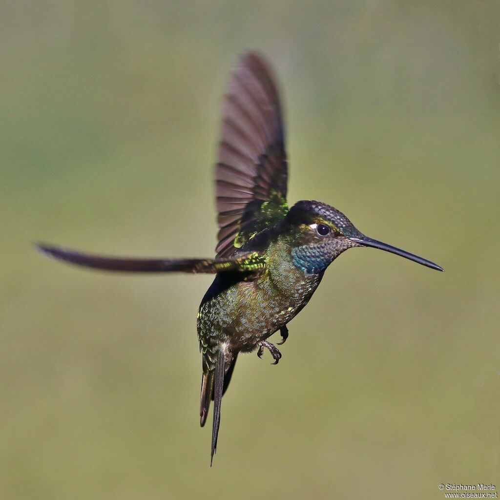 Rivoli's Hummingbird male