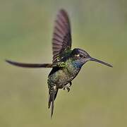 Rivoli's Hummingbird