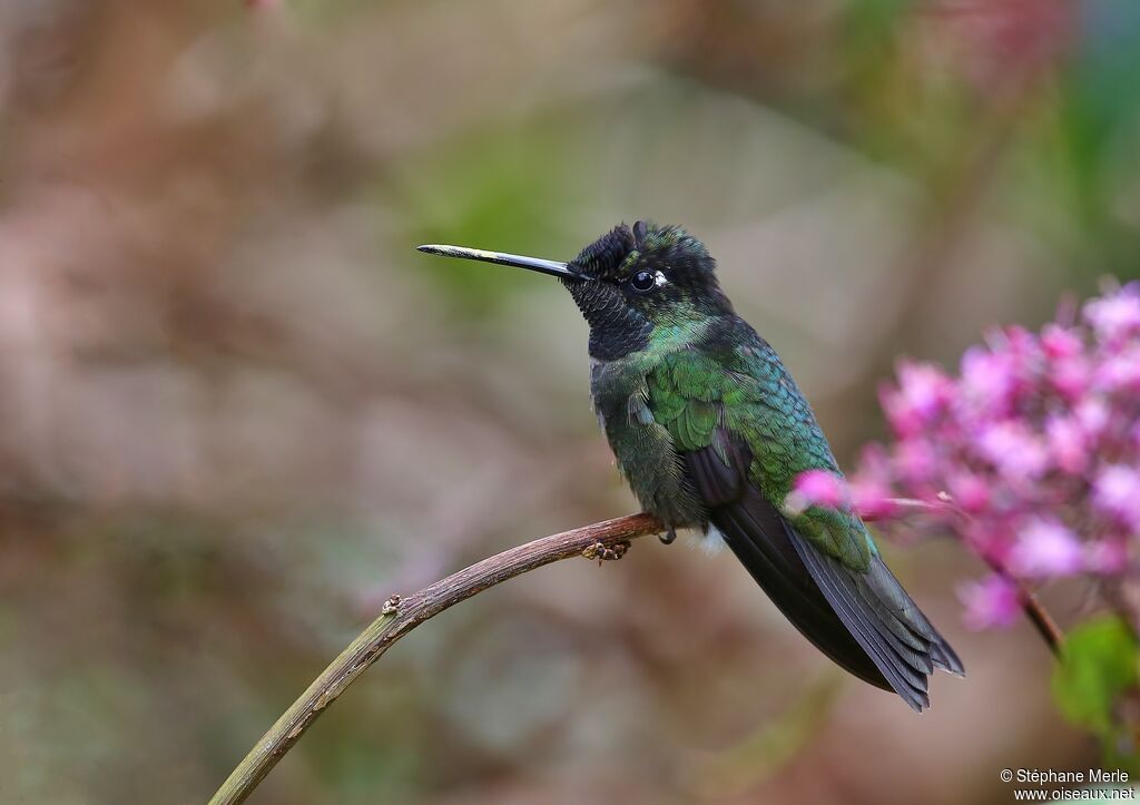 Rivoli's Hummingbird male adult