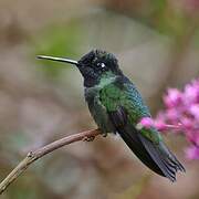 Rivoli's Hummingbird