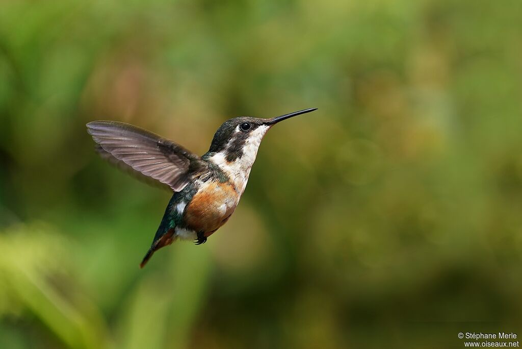 Colibri de Santa Marta femelle, adulte
