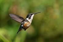 Colibri de Santa Marta