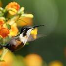 Colibri de Santa Marta