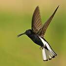 Colibri demi-deuil