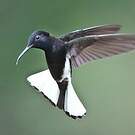 Colibri demi-deuil