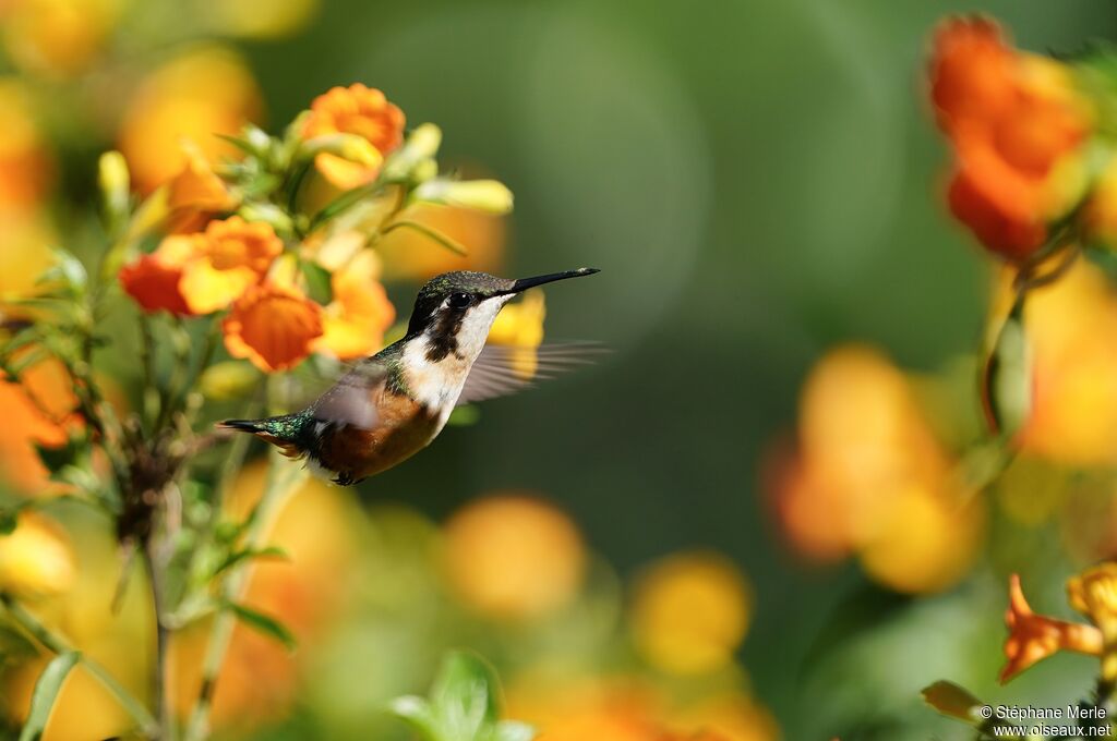 Colibri des Santa Martaadulte