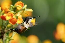 Colibri des Santa Marta