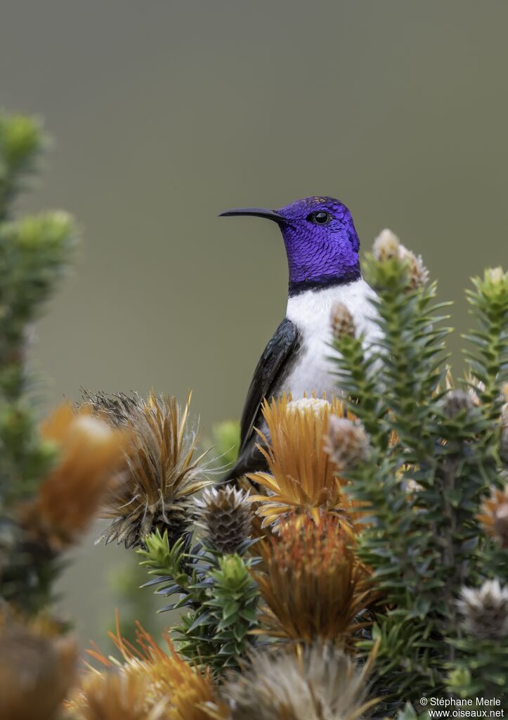 Colibri du Chimborazo mâle adulte