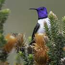 Colibri du Chimborazo