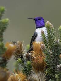 Colibri du Chimborazo