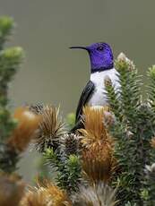 Colibri du Chimborazo